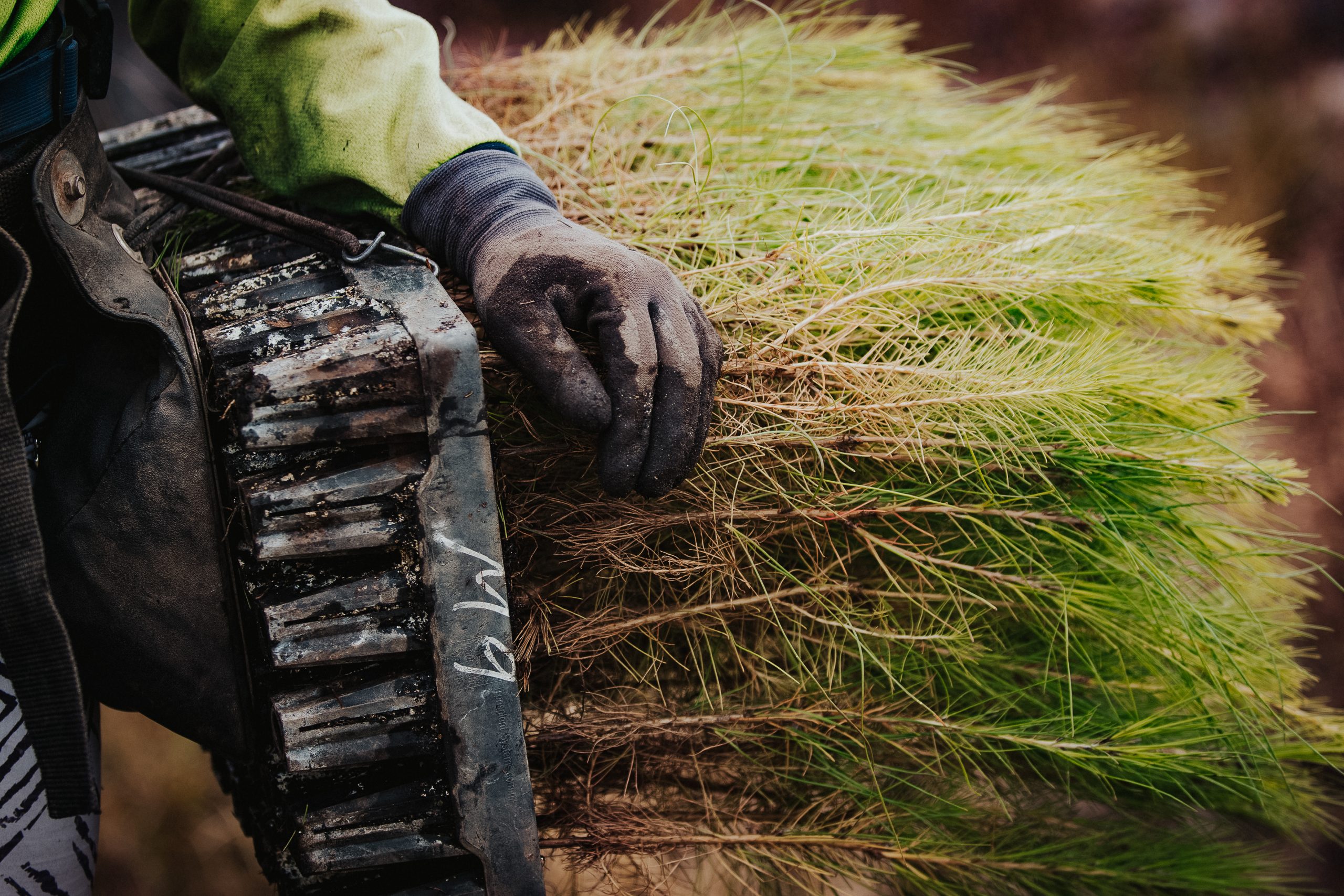 Application Form Pacific Reforestation